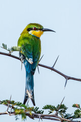 Swallow-tailed bee-eater (Merops hirundineus) perched on acacia tree, Okavango delta, Botswana