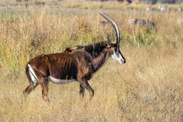 Sable antelope (Hippotragus niger), Okavango delta, Botswana
 - obrazy, fototapety, plakaty