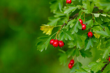Berries of Hawthorn ( lat. Crataegus ) on the branch