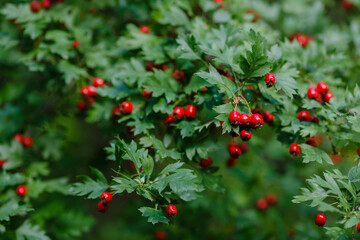 Berries of Hawthorn ( lat. Crataegus ) on the branch