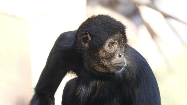 Colombian spider monkey on tree slow motion 4k