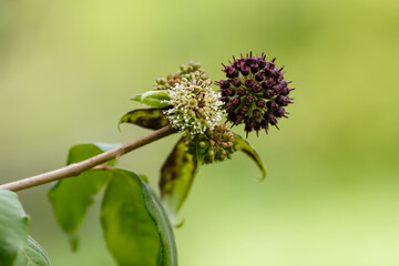 Berries of Eleutherococcus senticosus in natural background. Eleutherococcus is a genus of plants...