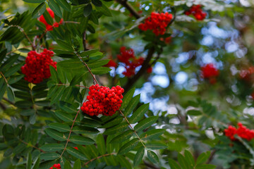 Rowan ordinary or Mountain ash ( lat. Sorbus aucuparia ) is a tree , a species of the genus Rowan of the Rosaceae family