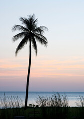 Golden sunset time with silhouette of coconut tree. Wonderful time at Phuket, Thailand.