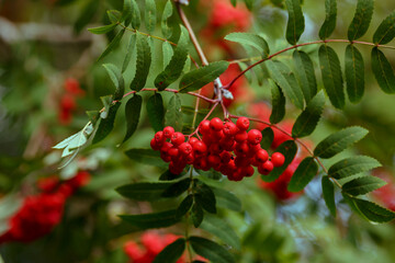 Rowan ordinary or Mountain ash ( lat. Sorbus aucuparia ) is a tree , a species of the genus Rowan of the Rosaceae family