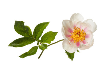 Obraz na płótnie Canvas Elegant white simple shape peony flower with pink strokes on petals isolated on white background.