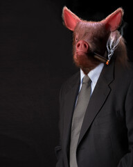 Pig-headed man smoking a cigar and dressed in a jacket - 488380319