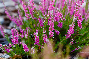 Heather ( lat. Calluna ) is a monotypic genus of flowering plants of the Heather family
