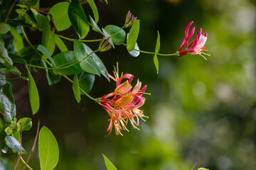 Honeysuckle , or Honeysuckle, or Goat Honeysuckle , or Fragrant Honeysuckle ( lat. Lonicera...