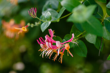 Honeysuckle , or Honeysuckle, or Goat Honeysuckle , or Fragrant Honeysuckle ( lat. Lonicera...