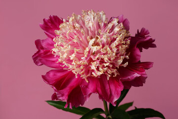 Beautiful peony flower with pink petals of dark pink color and light stamitodia isolated on pink background.