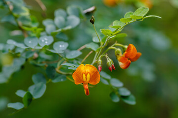 Bubble tree , or Bubble ordinary , or Bubble tree, or puch-puch ( lat. Colutea arborescens )