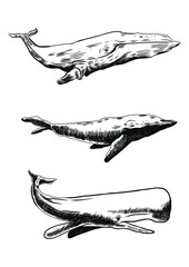 Hand drawn illustration of Whales
