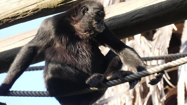 Colombian spider monkey on tree slow motion 4k