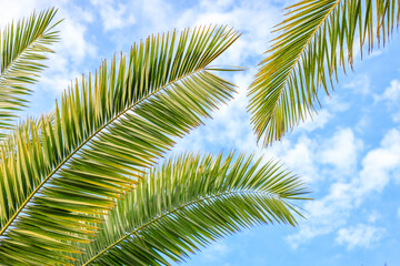 against the background of a cloudy blue sky several branches of a palm tree