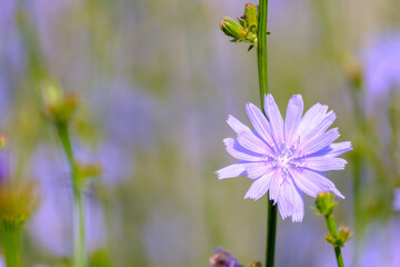 the chicory flower in foreground is purple