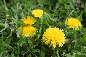 Yellow dandelion, taraxacum officinale, on green background, perfect for background, texture, macro...