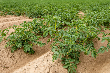 Fototapeta na wymiar a field where potatoes are grown, rows of green potato bushes with rows of earth