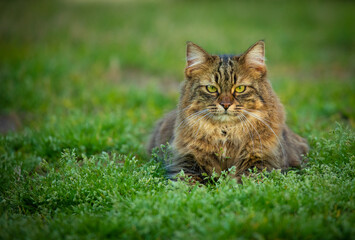 Naklejka na ściany i meble Close up photo of a furry cat with green eyes sitting on the grass