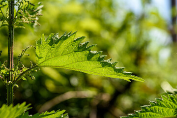 Urtica dioica mit gezackten Bl&auml;ttern im Gegenlicht der Sonne fotografiert, Blatt der Heilpflanze Brennnessel 