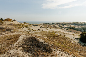 Fototapeta na wymiar Panoramic view of the golden sand dunes of the Curonian Spit. The coastline of the Baltic Sea, forest belt, shrubs and grass on sand dunes.