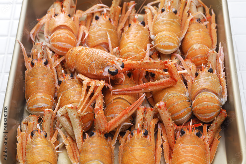 Wall mural Squat Lobster ( Cervimunida princeps ) 