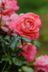 Rose garden hybrid floribunda, sort Waikiki in garden