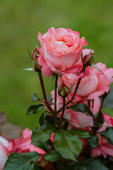 Rose garden hybrid floribunda, sort Waikiki