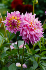 Obraz premium Georgina, also dahlia ( lat. Dahlia ), is a genus of perennial herbaceous plants of the Asteraceae family with tuberous roots and large brightly colored flowers