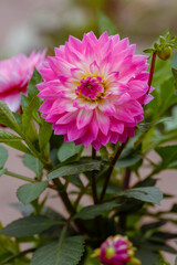 Obraz premium Georgina, also dahlia ( lat. Dahlia ), is a genus of perennial herbaceous plants of the Asteraceae family with tuberous roots and large brightly colored flowers