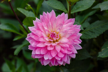 Georgina, also dahlia ( lat. Dahlia ), is a genus of perennial herbaceous plants of the Asteraceae family with tuberous roots and large brightly colored flowers