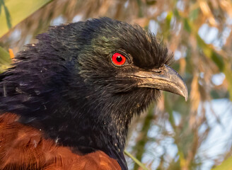 Red Eye of a Greater Coucal