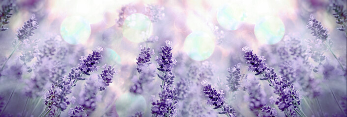 Soft focus on lavender, beautiful nature in flower garden	 - 488383130