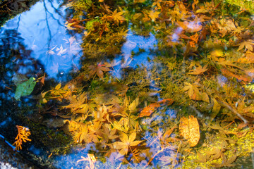 Naklejka na ściany i meble autumn leaves in water
