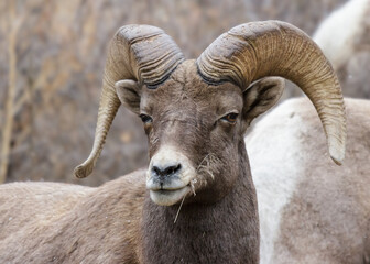 Colorado Rocky Mountain Bighorn Sheep