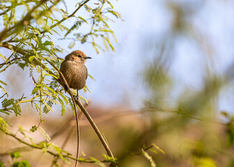 A Indian Robin basking in a tree