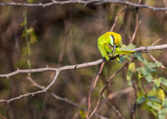 A Bee Eater cleaning its feather