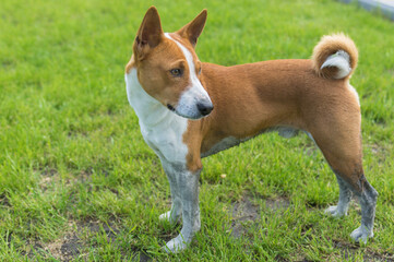 Side view portrait of dirty mature basenji dog standing  on a fresh lawn after run in dirty places - Powered by Adobe