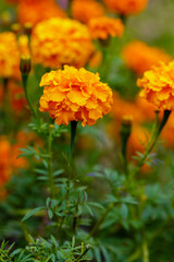  Close up marigold flowers (Tagetes erecta, gold marigold flower). Floral background