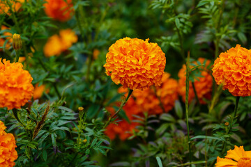  Close up marigold flowers (Tagetes erecta, gold marigold flower). Floral background