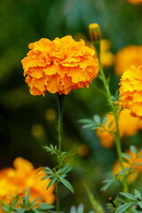  Close up marigold flowers (Tagetes erecta, gold marigold flower). Floral background