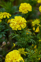 Fototapeta premium Close up marigold flowers (Tagetes erecta, gold marigold flower). Floral background