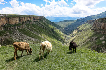 Fototapeta na wymiar Calves on the background of the Khunzakh valley, Khunzakh waterfalls, Dagestan 2021