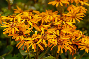 Yellow flower of Ligularia dentata Hara in autumn garden
