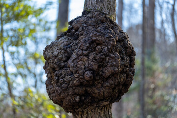 Natural tree cancer