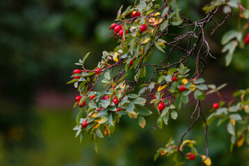 Obraz premium Red rosehip berries on the branches in autumn garden