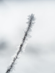 Obraz premium Ice crystals on branches