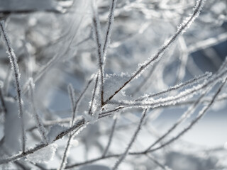 Ice crystals on branches