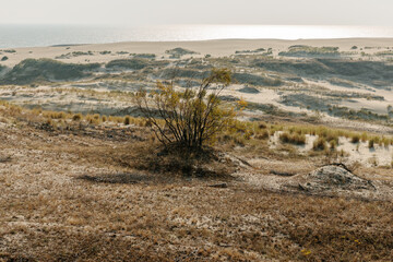 Panoramic view of the golden sand dunes of the Curonian Spit. The coastline of the Baltic Sea, forest belt, shrubs and grass on sand dunes.