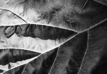 close up of a leaf black and white abstract nature veins leaves texture background plant detail macro contrast fine art print 